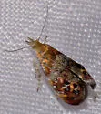 Rosinweed Moth - Hodges#2642 - photo 5