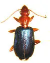 Tecnophilus croceicollis
