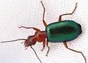 Tecnophilus croceicollis - photo 3