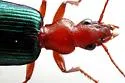Tecnophilus croceicollis - photo 4