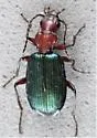 Tecnophilus croceicollis - photo 5