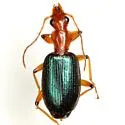 Tecnophilus pilatei
