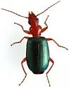 Tecnophilus pilatei - photo 2