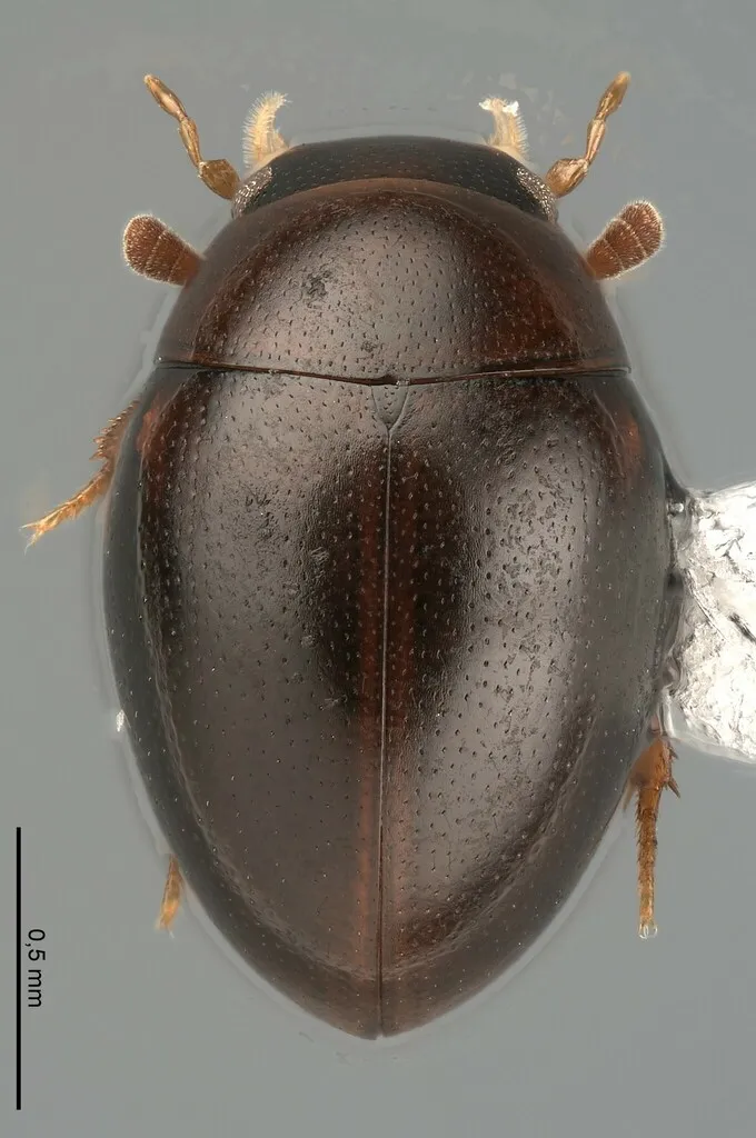 Tectosternum naviculare - photo 2