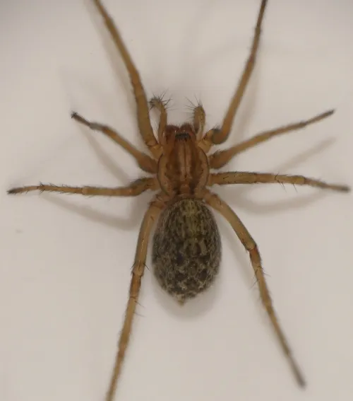 Eratigena agrestis
