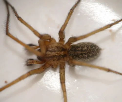 Eratigena agrestis - photo 2