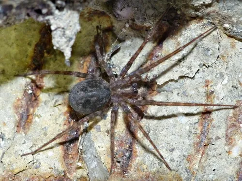 Rural Funnel-web Spider
