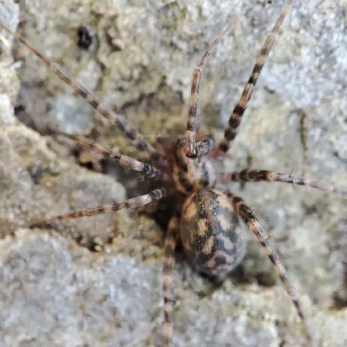 Rural Funnel-web Spider - photo 2
