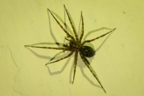 Rural Funnel-web Spider - photo 3