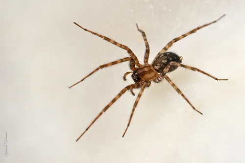 Rural Funnel-web Spider - photo 4