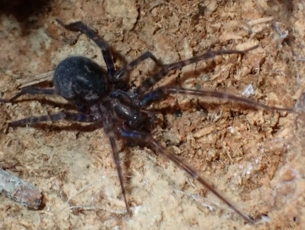 Rural Funnel-web Spider - photo 5