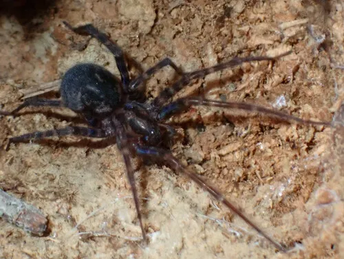 Rural Funnel-web Spider - photo 6