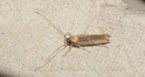 Tegenocharis tenebrans