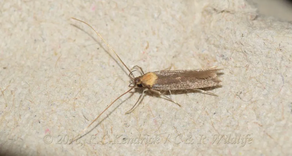 Tegenocharis tenebrans - photo 3