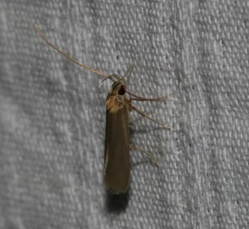 Tegenocharis tenebrans - photo 5