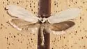 Tegeticula corruptrix - Hodges#0198.1 - photo 4