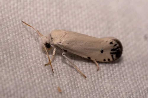 Tegeticula maculata - Hodges#0197