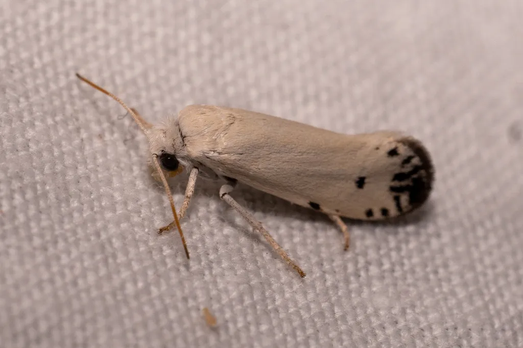 Tegeticula maculata - Hodges#0197 - photo 2