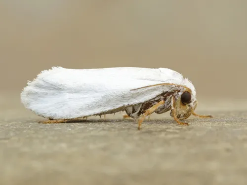 Tegeticula yuccasella - Hodges#0198
