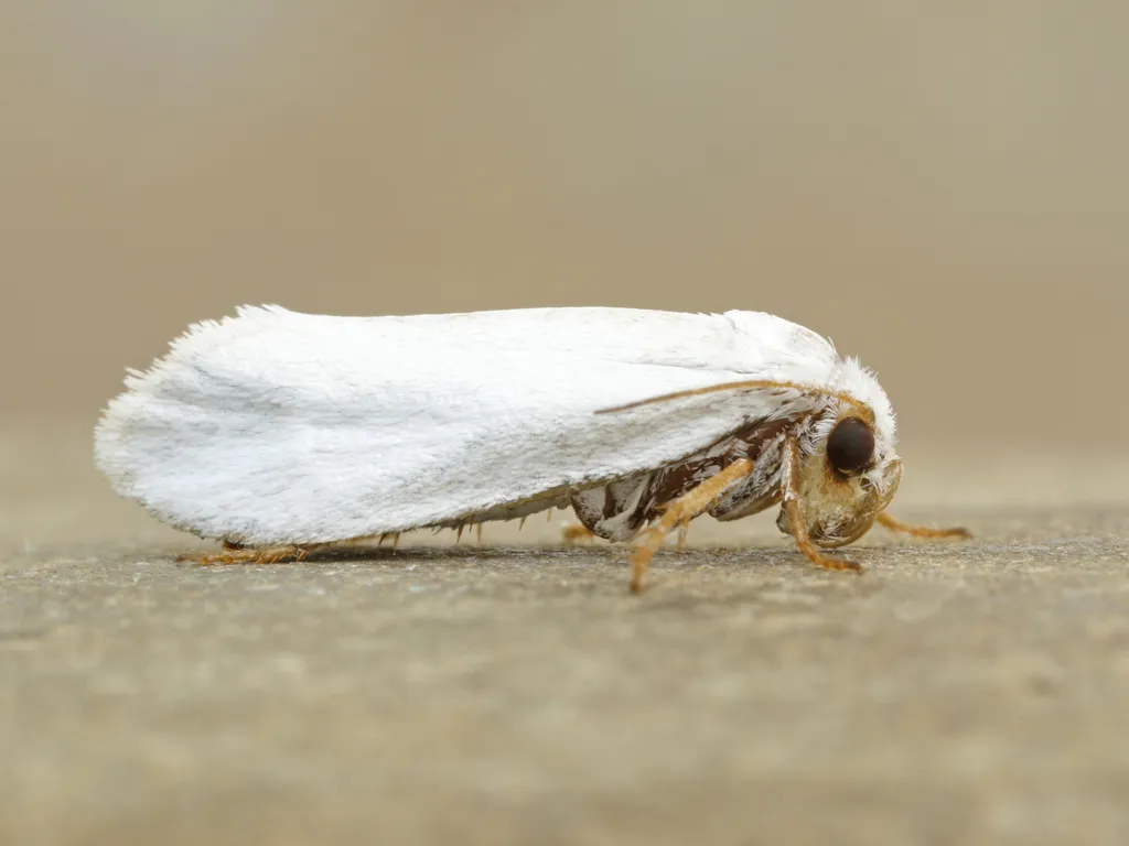 Tegeticula yuccasella - Hodges#0198 - photo 2