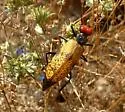 Tegrodera erosa - Tegrodera erosa