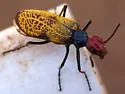 Tegrodera erosa - photo 3