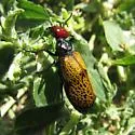 Tegrodera erosa - photo 4