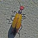 Tegrodera erosa - photo 5
