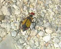 Iron Cross Blister Beetle
