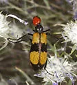 Iron Cross Blister Beetle - photo 2