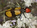 Iron Cross Blister Beetle - photo 3