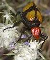 Iron Cross Blister Beetle - photo 4