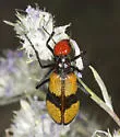 Iron Cross Blister Beetle - photo 5