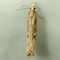 Western Lawn Moth - Hodges#5453