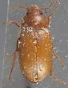 Telabis serratus - Telabis serratus