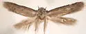 Teladoma helianthi - Hodges#1516 - photo 2