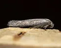 Teladoma helianthi - Hodges#1516 - photo 3