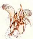 Teladoma helianthi - Hodges#1516 - photo 4