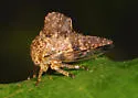 Telamona agrandata