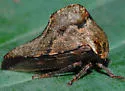 Virginia Creeper Treehopper