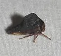 Virginia Creeper Treehopper - photo 3