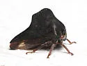 Virginia Creeper Treehopper - photo 4