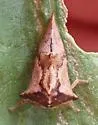 Virginia Creeper Treehopper - photo 5