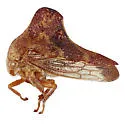 Telamona calva - photo 3
