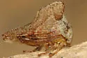 Sycamore Treehopper - photo 2