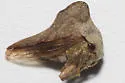 Sycamore Treehopper - photo 4