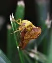 Sycamore Treehopper - photo 5