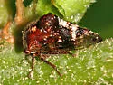 Telamona compacta