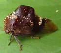 Telamona compacta - photo 3
