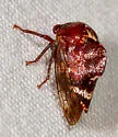Telamona compacta - photo 4